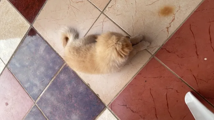 Spitz x bichon