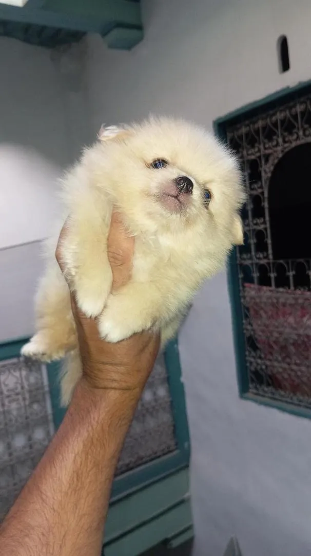 Spitz Pomeranian