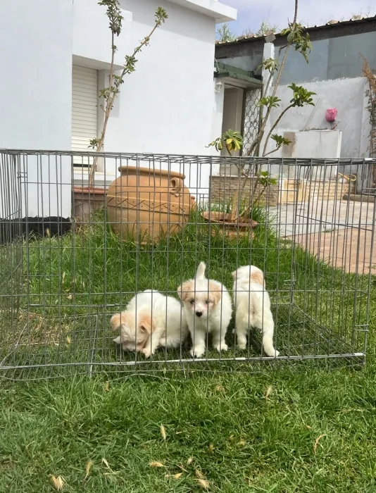 Bichon Maltais 💥