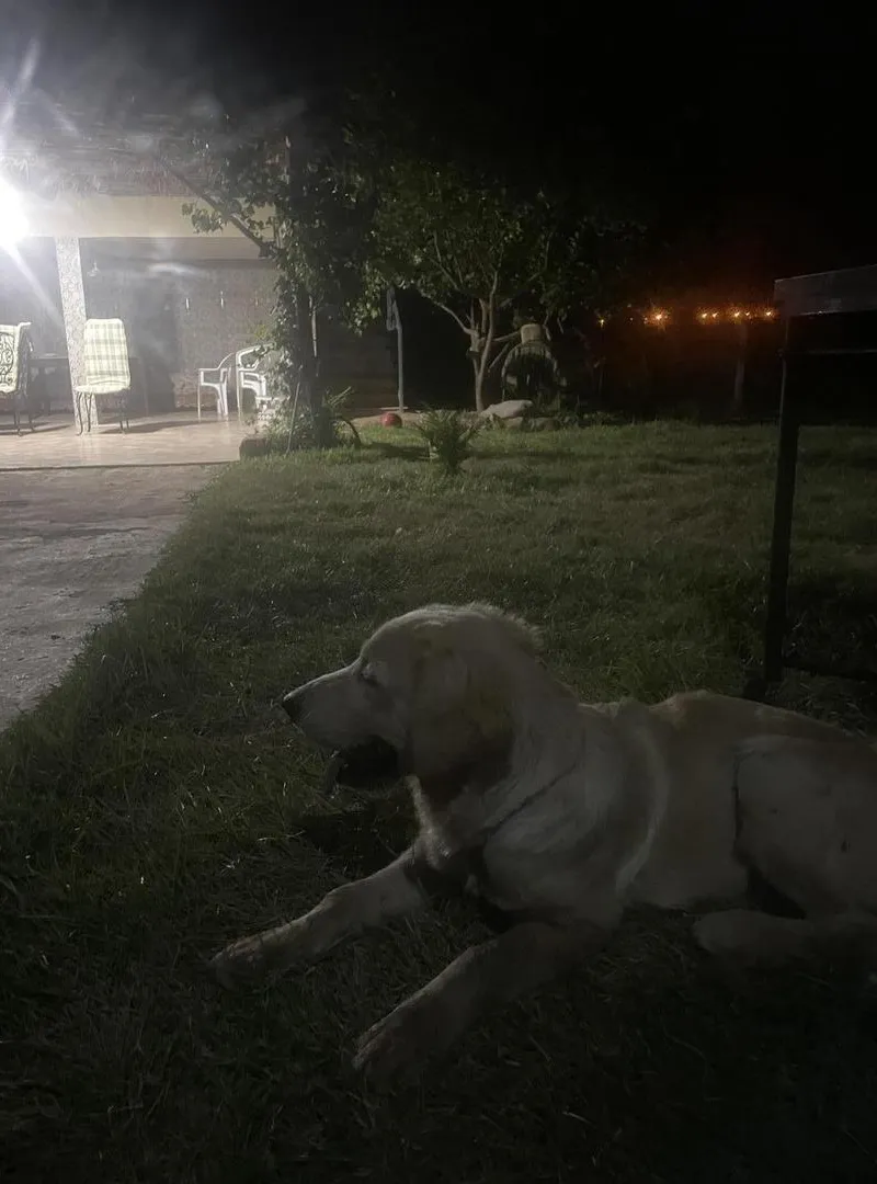 Golden Retriever 6 mois