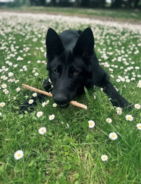 Malinois noir mexicain