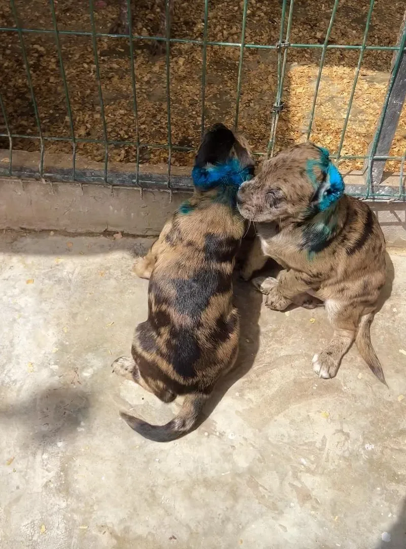 Américain Bully