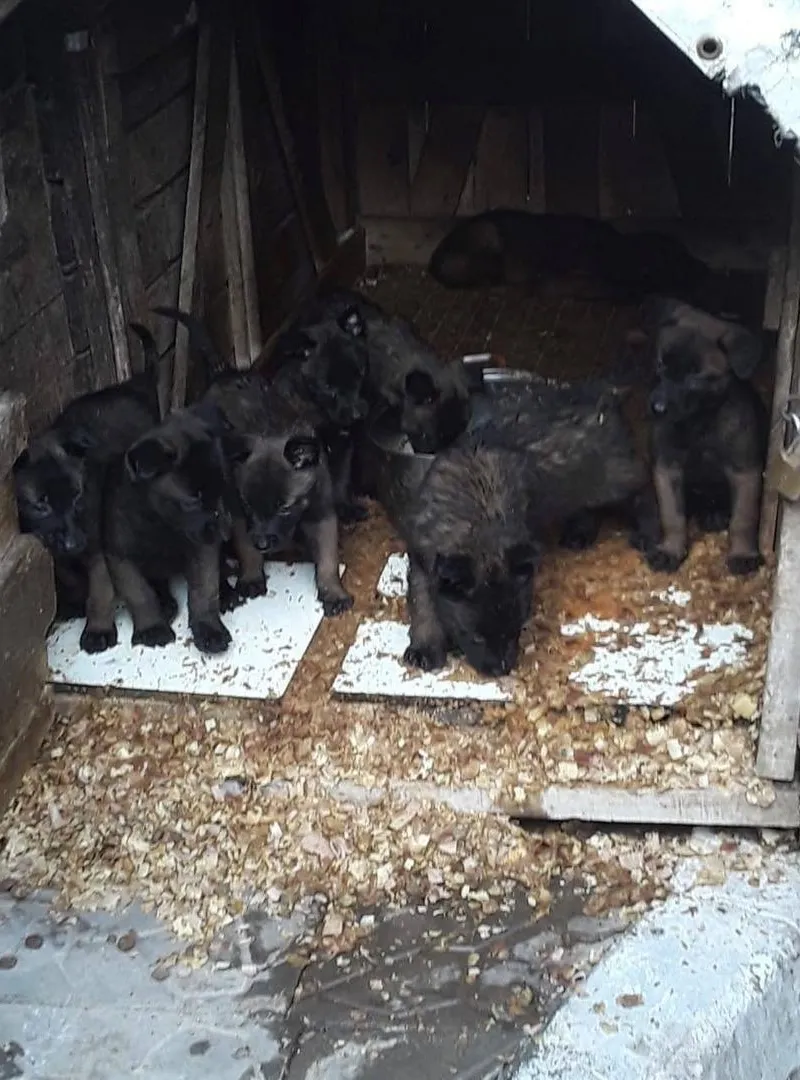 Chiots Malinois Charbonnier, bien