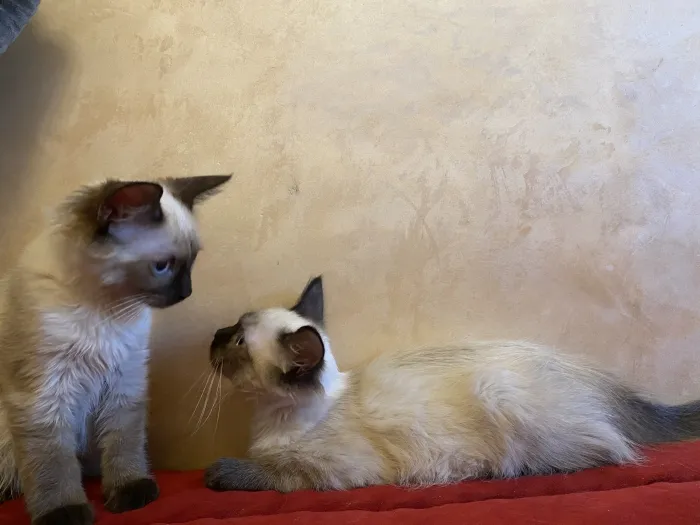 Chatons femelles balinais