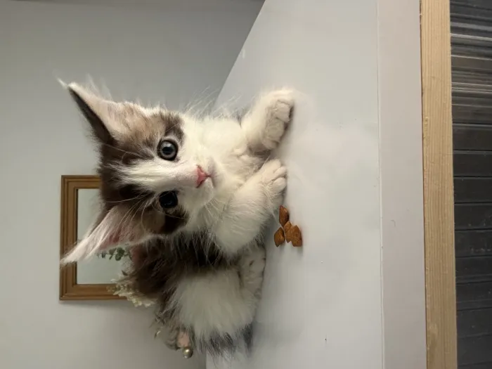 Chatons maine coon