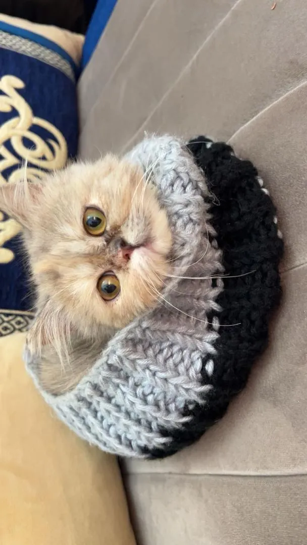 Chat persan femelle
