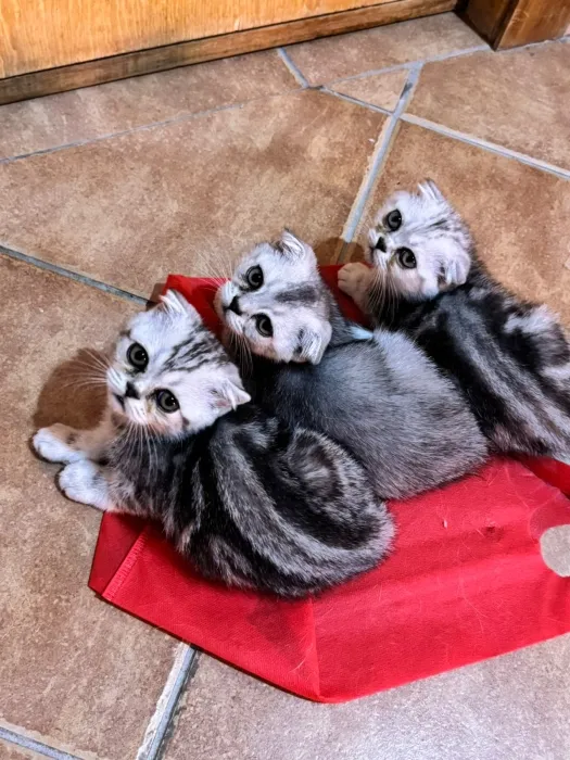 chatons Scottish Fold a vendre