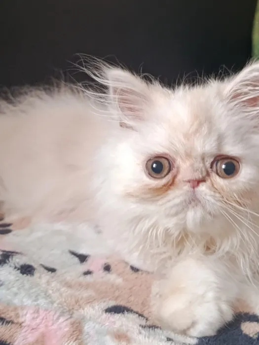 Chaton persan race pur 2 mois
