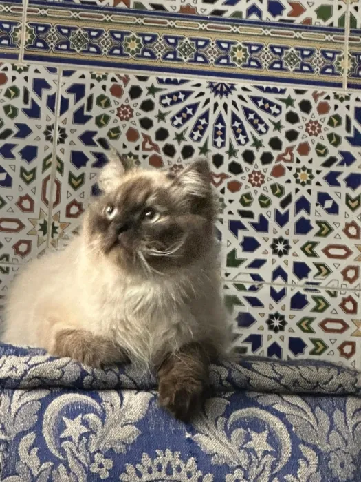 mâle himalayen