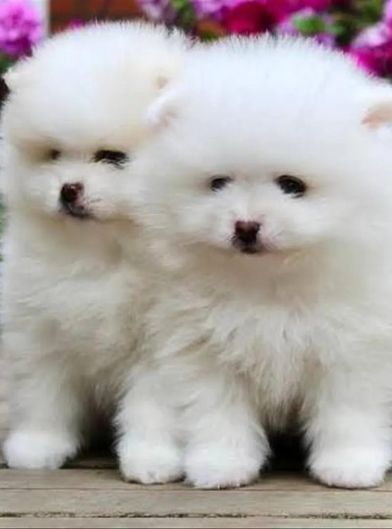 Loulou Pomeranian (Spitz)