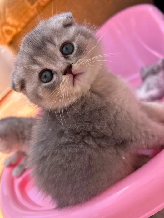 Des chatons scottish fold et straight