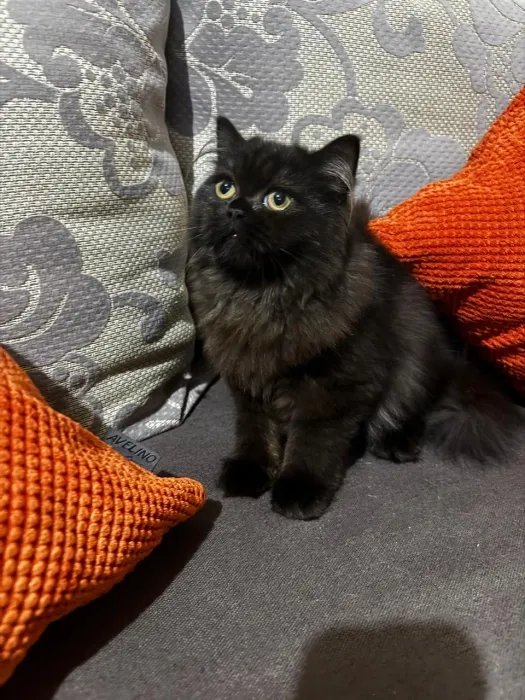 Chat persan