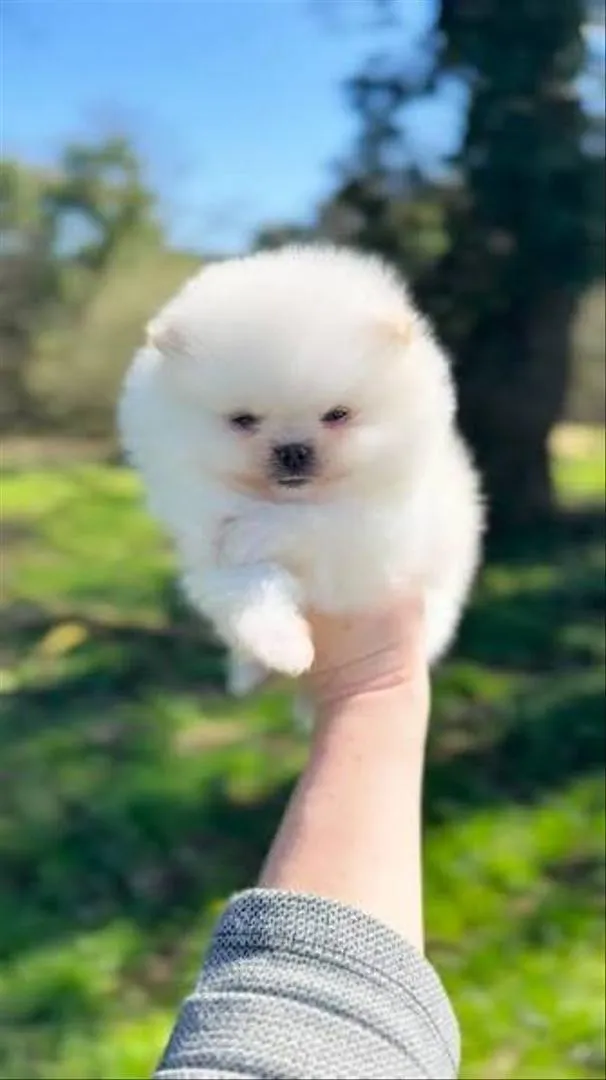 Spitz nain