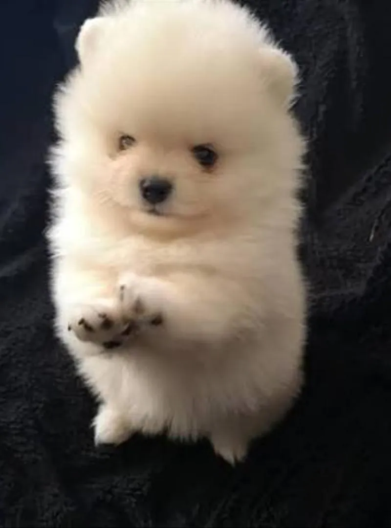 Spitz pomeranian