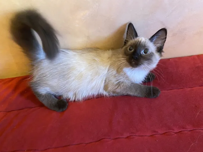 Chatons balinais femelles