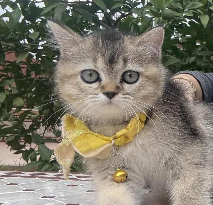Sublime chatton Scottish longhair(2mois) avec carnet de vaccination