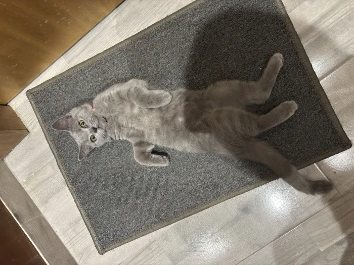 British shorthair
