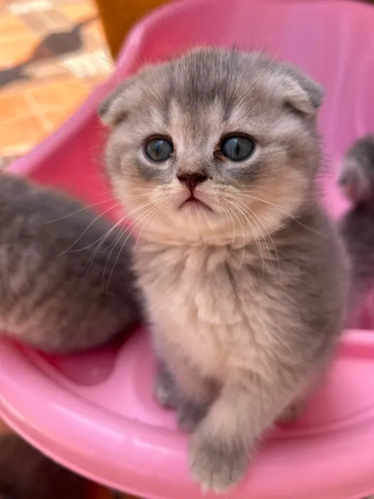 Chatons scottish fold et straight