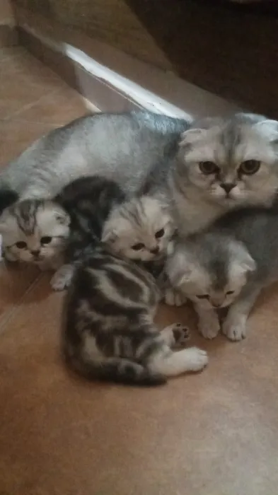 chatons Scottish Fold