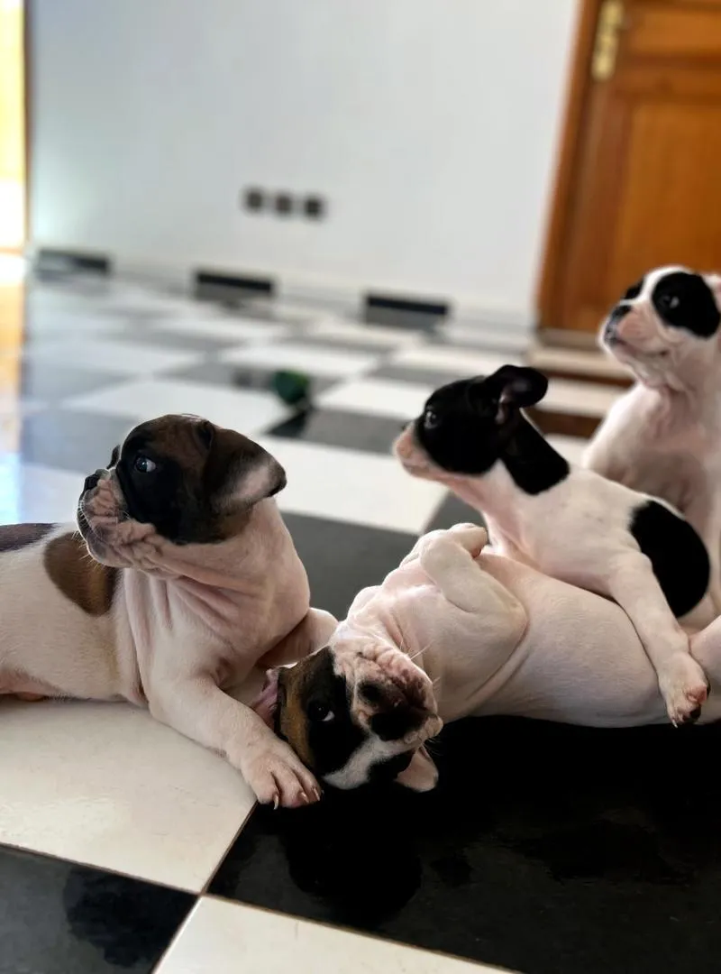 Chiot Bouledogue Français