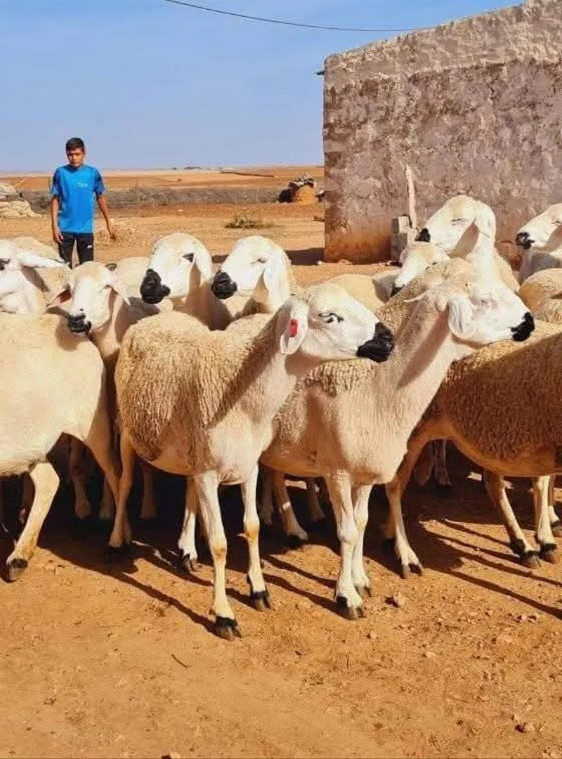 20 bonnes brebis Sardi à vendre... nuisible