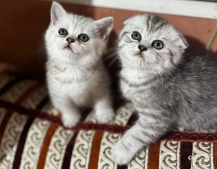 Scottish fold a vendre