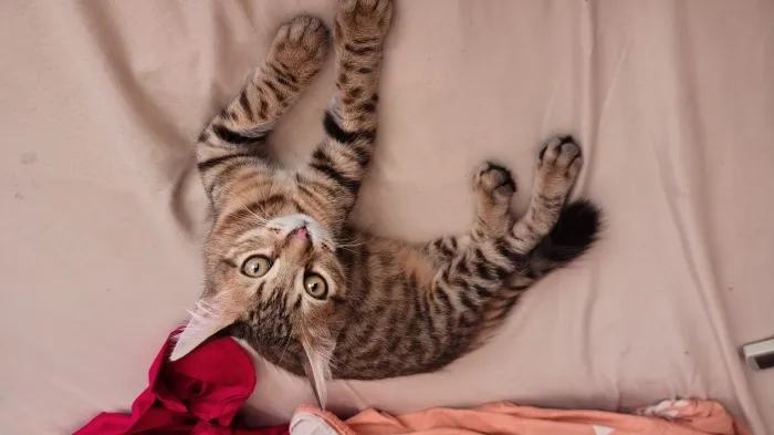 Chat Toyger