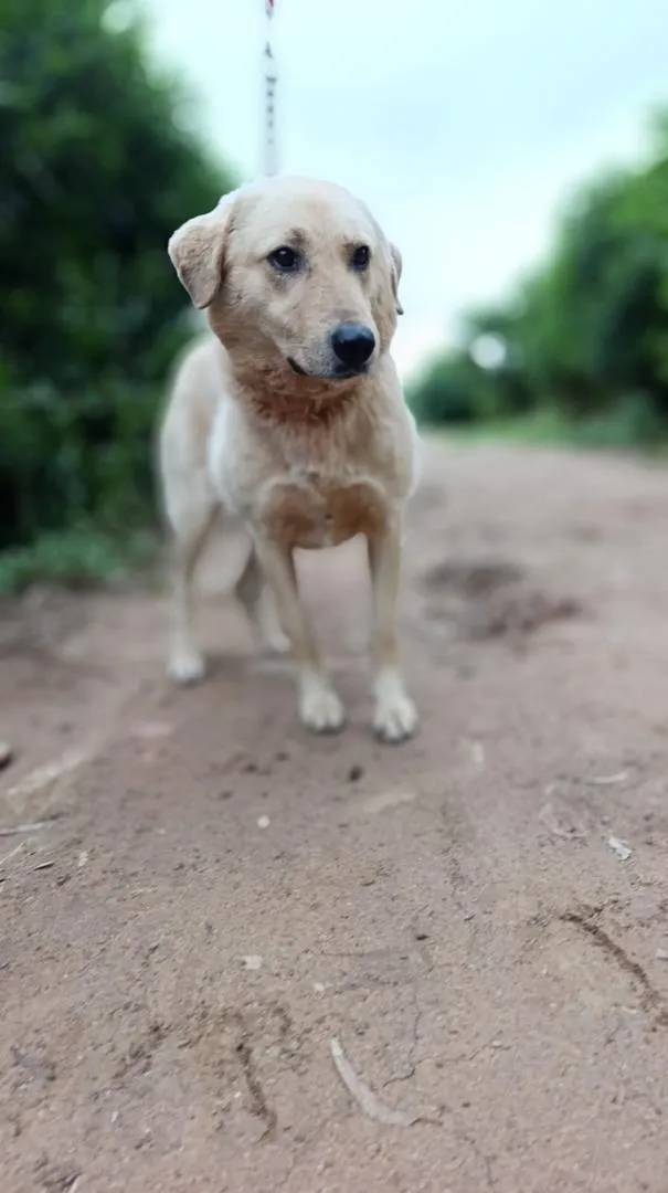 Donne superbe chien