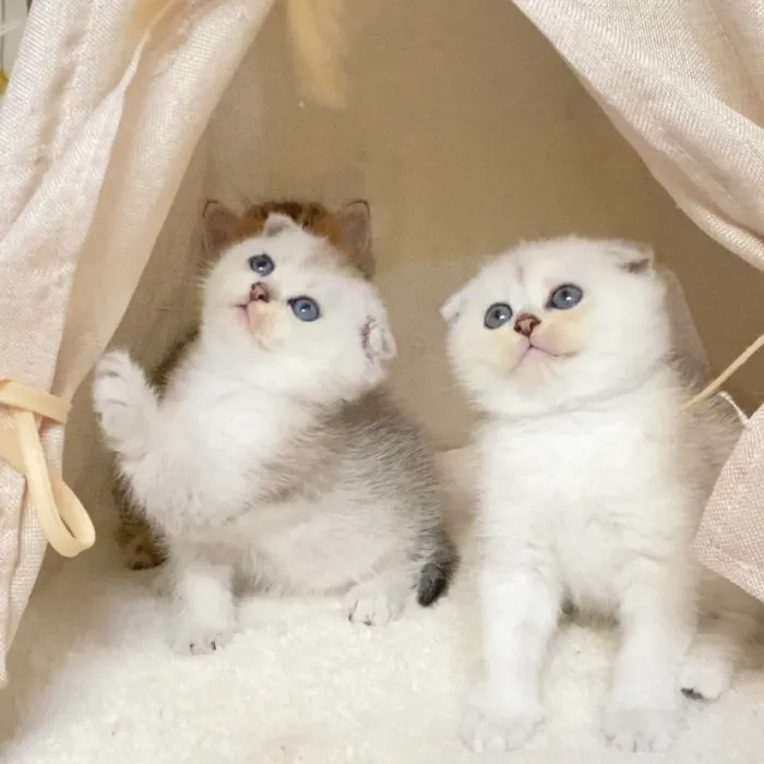 Chatons Scottish fold & British