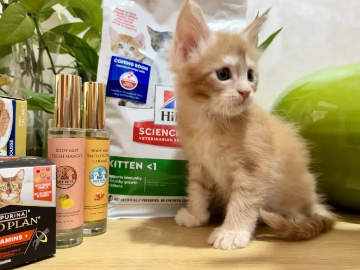 Male maine coon avec pedigree