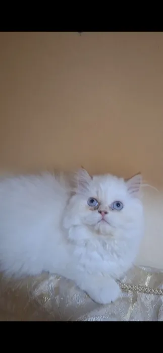 Chat persan himalaya