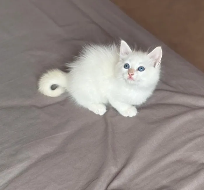 Angora Chaton