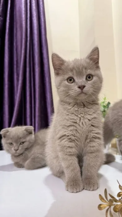 Chatons british & scottish fold shorthair