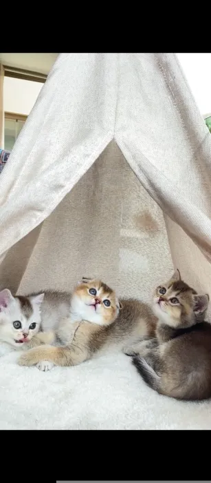 Scottish fold /straight golden shaded