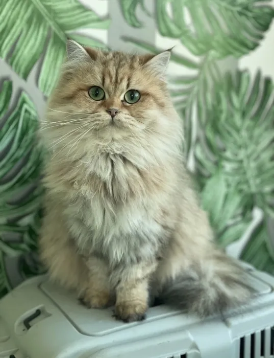 Femelle British Longhair Pedigree WCF