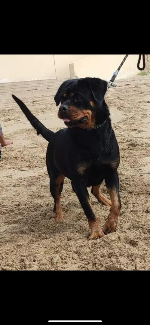 Super Rottweiler