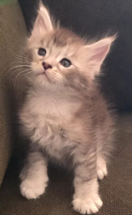 Superbes Chatons Maine Coon – Disponibles à la réservation