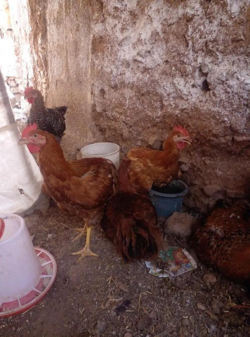 Poulets Sasso Français à vendre, poids 2kg, Oulad Teima