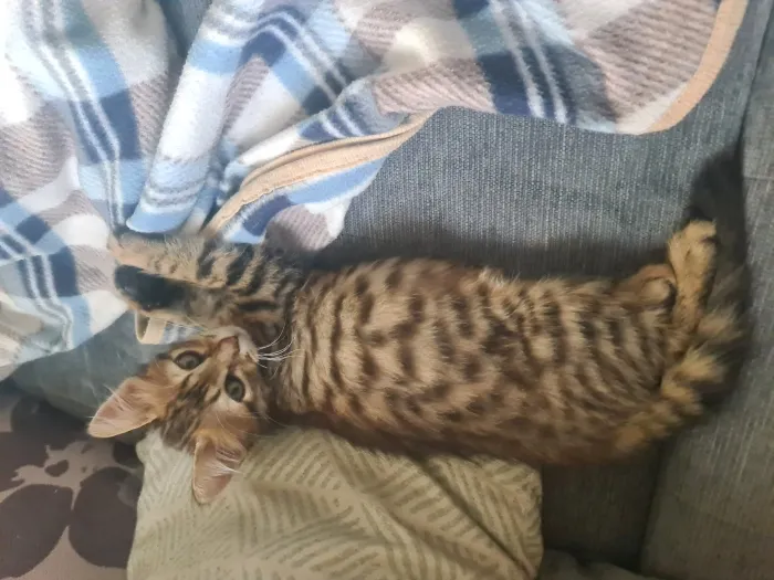 Chat Toyger 3 moi