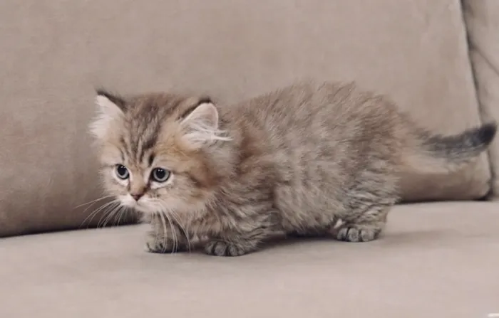 Chaton Munchkin British Golden (Short Legs) By 24