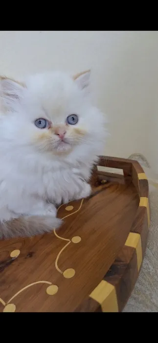 Chat persan himalaya