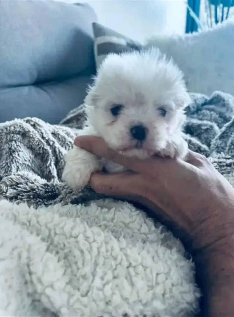 Bébés chiots bichons maltais âgés de 45 jours