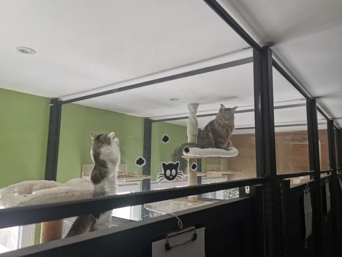 hotel pension pour chats
