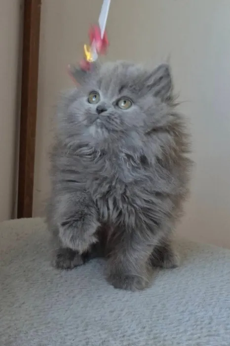 British longhair