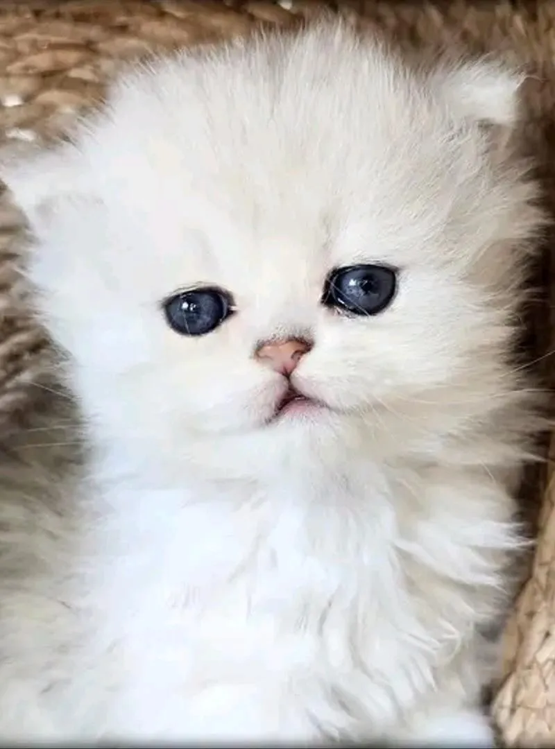 Bébé chaton persan âgé 45 j