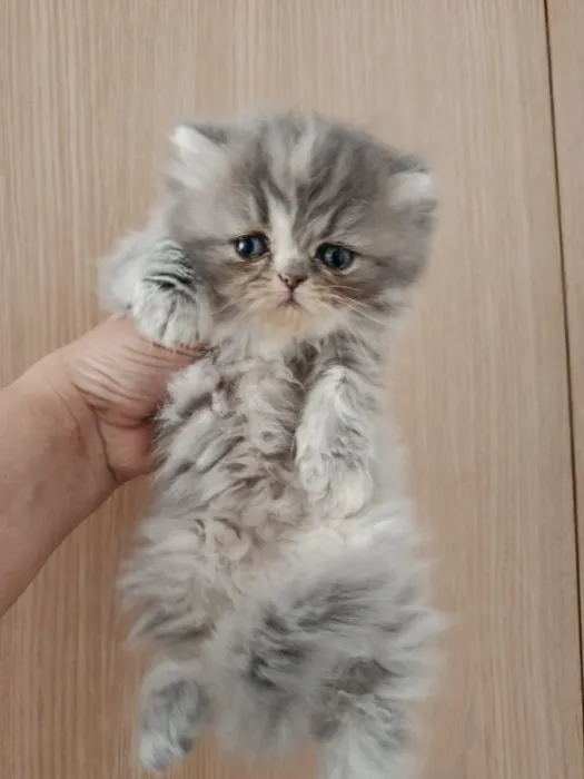 Femelle persan