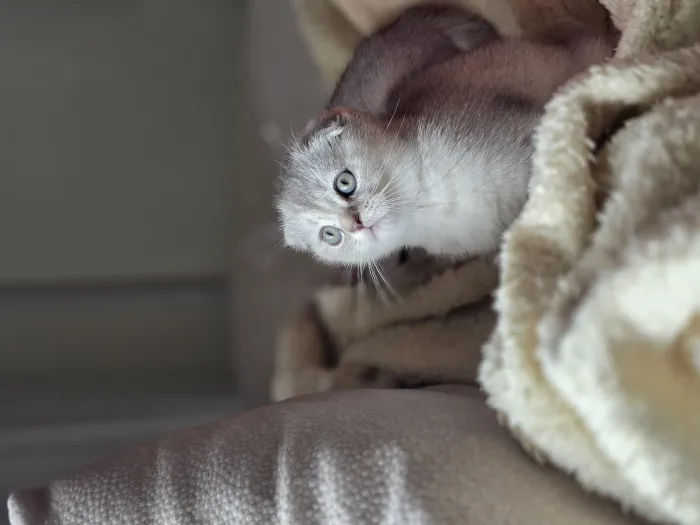 Chatton male scottish fold Silver