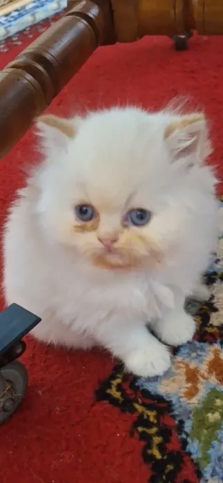Chat persan himalaya