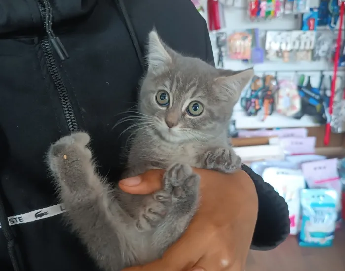 Chaton scottish straight femelle
