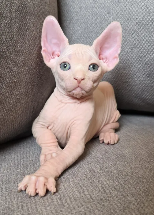 Sphynx